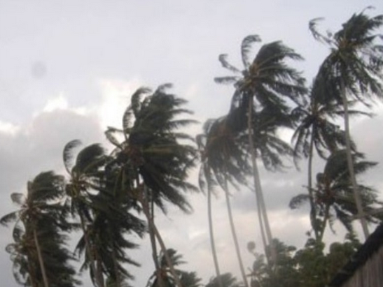 pohon kelapa tertiup angin